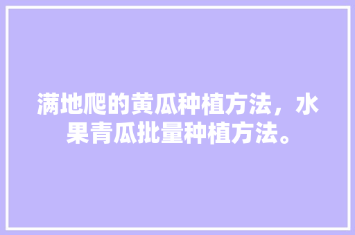 满地爬的黄瓜种植方法，水果青瓜批量种植方法。