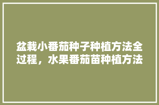 盆栽小番茄种子种植方法全过程，水果番茄苗种植方法。