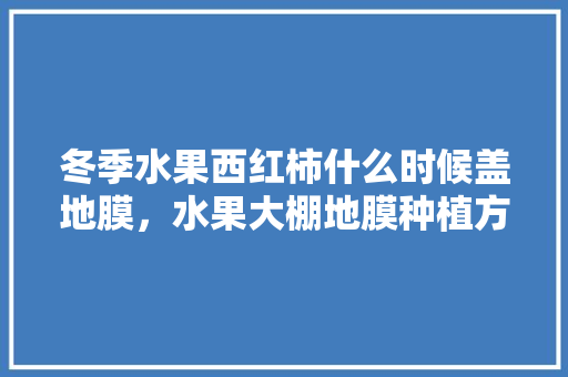 冬季水果西红柿什么时候盖地膜，水果大棚地膜种植方法。