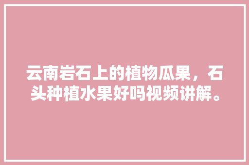 云南岩石上的植物瓜果，石头种植水果好吗视频讲解。 家禽养殖