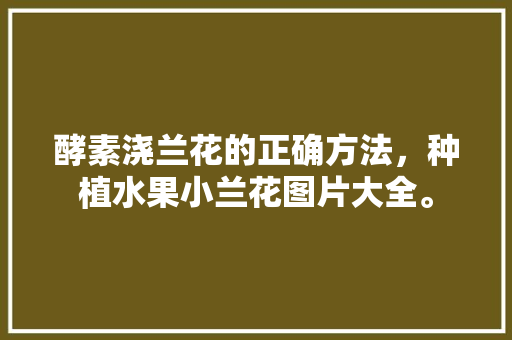 酵素浇兰花的正确方法，种植水果小兰花图片大全。