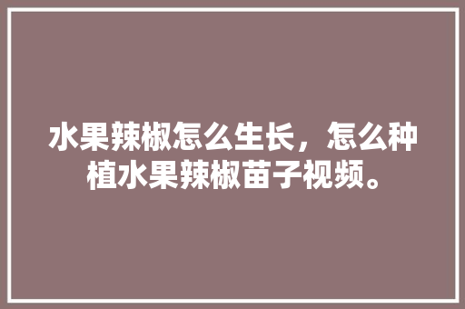 水果辣椒怎么生长，怎么种植水果辣椒苗子视频。