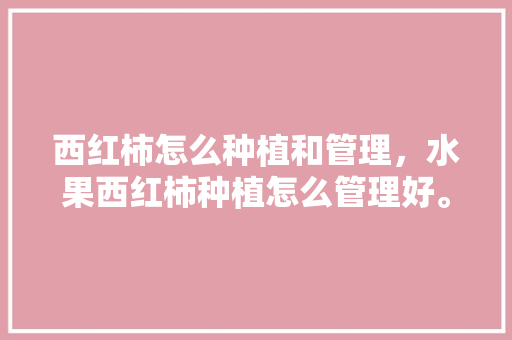 西红柿怎么种植和管理，水果西红柿种植怎么管理好。