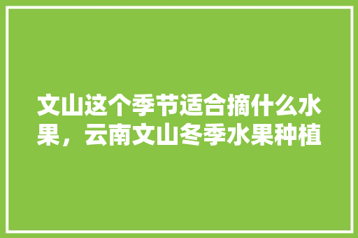 文山这个季节适合摘什么水果，云南文山冬季水果种植时间。