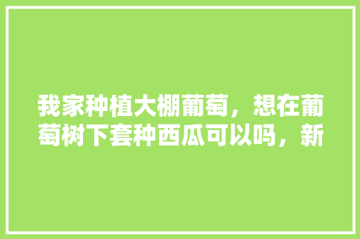 我家种植大棚葡萄，想在葡萄树下套种西瓜可以吗，新疆水果西瓜葡萄种植基地。