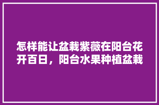 怎样能让盆栽紫薇在阳台花开百日，阳台水果种植盆栽方法视频。 怎样能让盆栽紫薇在阳台花开百日，阳台水果种植盆栽方法视频。 水果种植