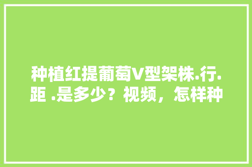 种植红提葡萄V型架株.行.距 .是多少？视频，怎样种植水果葡萄视频教程。