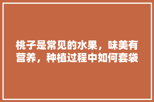 桃子是常见的水果，味美有营养，种植过程中如何套袋子，种植水果套装盒图片。