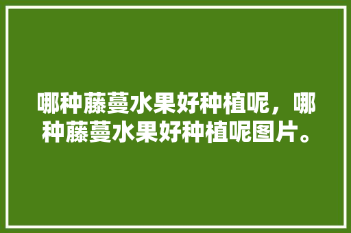 哪种藤蔓水果好种植呢，哪种藤蔓水果好种植呢图片。 哪种藤蔓水果好种植呢，哪种藤蔓水果好种植呢图片。 水果种植