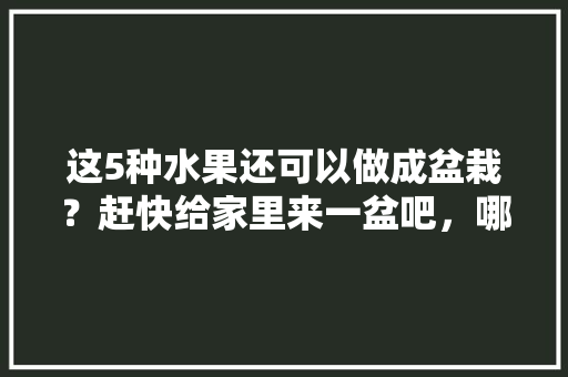 这5种水果还可以做成盆栽？赶快给家里来一盆吧，哪些水果适合做盆景种植呢。 这5种水果还可以做成盆栽？赶快给家里来一盆吧，哪些水果适合做盆景种植呢。 畜牧养殖