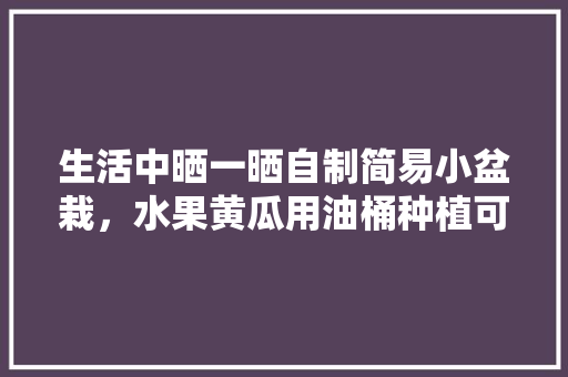 生活中晒一晒自制简易小盆栽，水果黄瓜用油桶种植可以吗。 生活中晒一晒自制简易小盆栽，水果黄瓜用油桶种植可以吗。 蔬菜种植