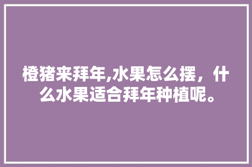 橙猪来拜年,水果怎么摆，什么水果适合拜年种植呢。 水果种植