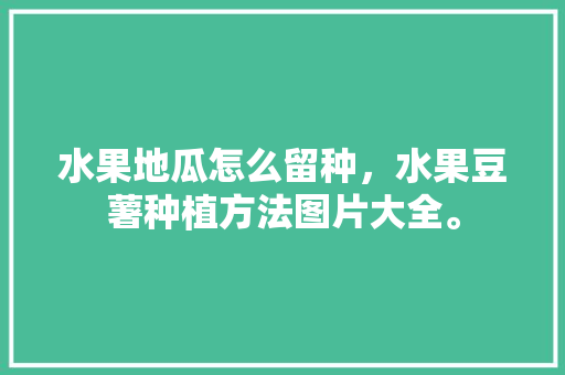 水果地瓜怎么留种，水果豆薯种植方法图片大全。 水果地瓜怎么留种，水果豆薯种植方法图片大全。 家禽养殖