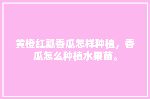 黄橙红瓤香瓜怎样种植，香瓜怎么种植水果苗。 黄橙红瓤香瓜怎样种植，香瓜怎么种植水果苗。 土壤施肥