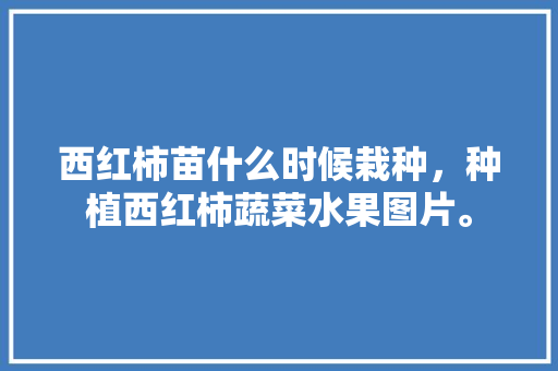 西红柿苗什么时候栽种，种植西红柿蔬菜水果图片。 西红柿苗什么时候栽种，种植西红柿蔬菜水果图片。 土壤施肥