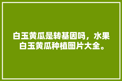 白玉黄瓜是转基因吗，水果白玉黄瓜种植图片大全。