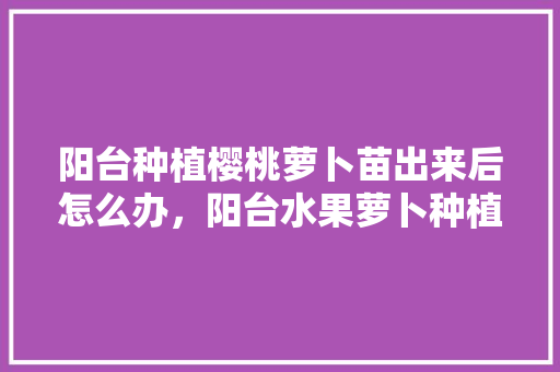 阳台种植樱桃萝卜苗出来后怎么办，阳台水果萝卜种植方法。