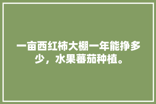 一亩西红柿大棚一年能挣多少，水果蕃茄种植。