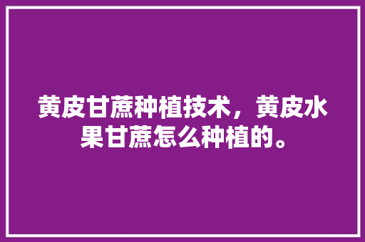 黄皮甘蔗种植技术，黄皮水果甘蔗怎么种植的。 水果种植