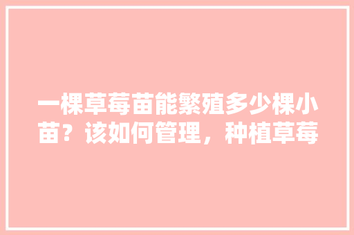 一棵草莓苗能繁殖多少棵小苗？该如何管理，种植草莓图片水果大全大图。 一棵草莓苗能繁殖多少棵小苗？该如何管理，种植草莓图片水果大全大图。 畜牧养殖