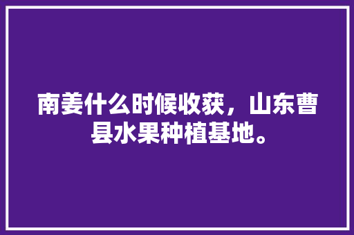 南姜什么时候收获，山东曹县水果种植基地。 南姜什么时候收获，山东曹县水果种植基地。 蔬菜种植