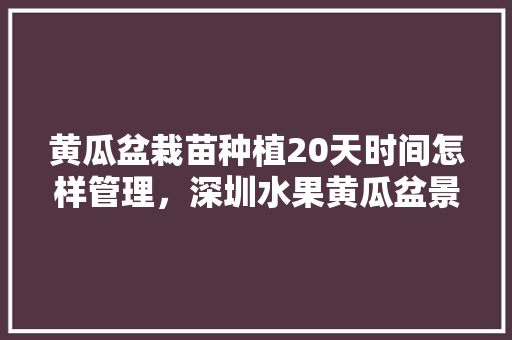 黄瓜盆栽苗种植20天时间怎样管理，深圳水果黄瓜盆景种植基地。