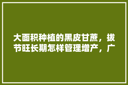 大面积种植的黑皮甘蔗，拔节旺长期怎样管理增产，广东黑皮水果甘蔗种植基地。 蔬菜种植