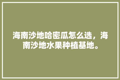 海南沙地哈密瓜怎么选，海南沙地水果种植基地。