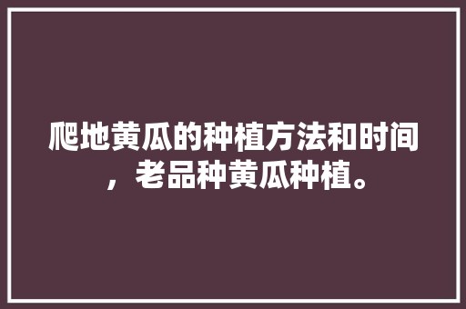 爬地黄瓜的种植方法和时间，老品种黄瓜种植。