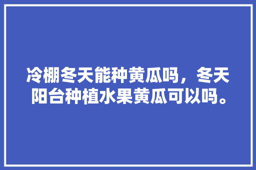 冷棚冬天能种黄瓜吗，冬天阳台种植水果黄瓜可以吗。