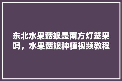 东北水果菇娘是南方灯笼果吗，水果菇娘种植视频教程。