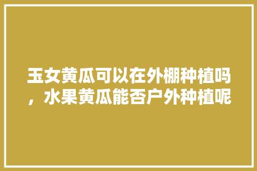 玉女黄瓜可以在外棚种植吗，水果黄瓜能否户外种植呢。