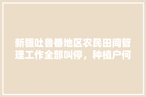 新疆吐鲁番地区农民田间管理工作全部叫停，种植户何去何存，吐鲁番夏季水果种植时间表。