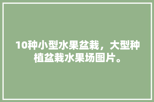 10种小型水果盆栽，大型种植盆栽水果场图片。