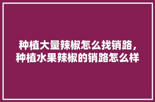 种植大量辣椒怎么找销路，种植水果辣椒的销路怎么样。