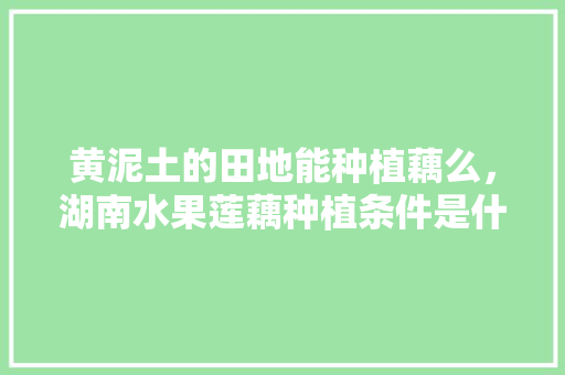 黄泥土的田地能种植藕么，湖南水果莲藕种植条件是什么。