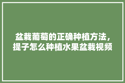 盆栽葡萄的正确种植方法，提子怎么种植水果盆栽视频。