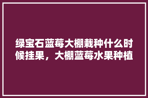 绿宝石蓝莓大棚栽种什么时候挂果，大棚蓝莓水果种植技术视频。