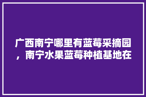 广西南宁哪里有蓝莓采摘园，南宁水果蓝莓种植基地在哪里。