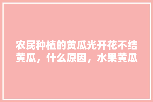 农民种植的黄瓜光开花不结黄瓜，什么原因，水果黄瓜种植不开花怎么办。 土壤施肥