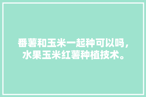 番薯和玉米一起种可以吗，水果玉米红薯种植技术。