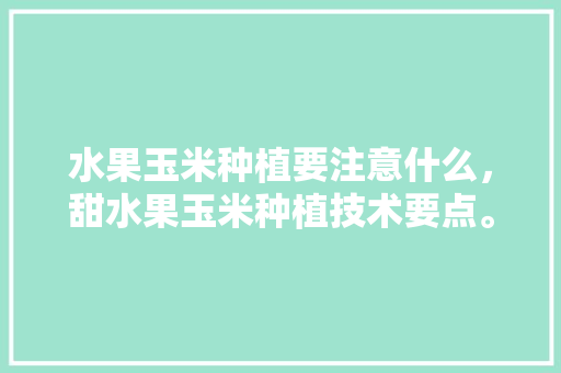 水果玉米种植要注意什么，甜水果玉米种植技术要点。