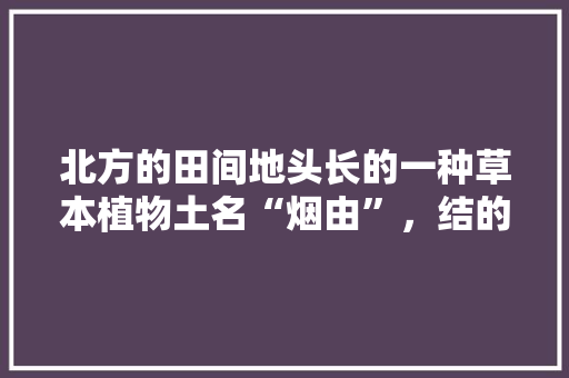 北方的田间地头长的一种草本植物土名“烟由”，结的果实是一束紫色的小浆果，很好吃的，不知学名叫啥，紫色浆果种植水果图片。