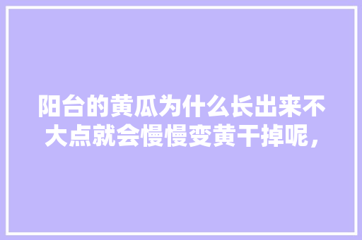 阳台的黄瓜为什么长出来不大点就会慢慢变黄干掉呢，家庭阳台种植水果解说文案。