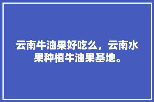 云南牛油果好吃么，云南水果种植牛油果基地。