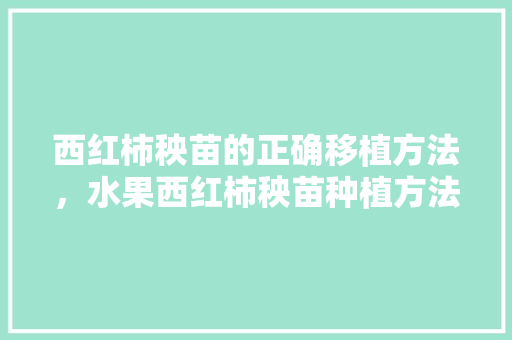 西红柿秧苗的正确移植方法，水果西红柿秧苗种植方法。