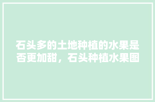 石头多的土地种植的水果是否更加甜，石头种植水果图片大全大图。