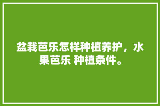 盆栽芭乐怎样种植养护，水果芭乐 种植条件。