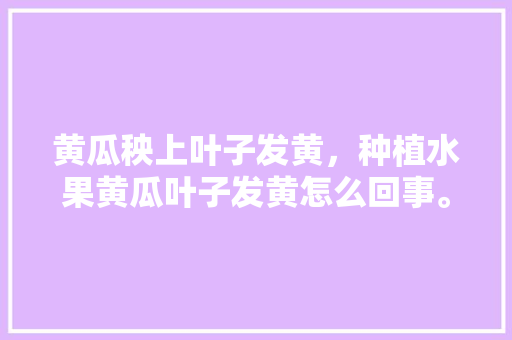 黄瓜秧上叶子发黄，种植水果黄瓜叶子发黄怎么回事。 畜牧养殖