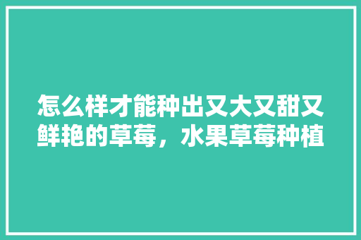 怎么样才能种出又大又甜又鲜艳的草莓，水果草莓种植方法。 怎么样才能种出又大又甜又鲜艳的草莓，水果草莓种植方法。 蔬菜种植